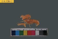 短脊鼓蝦藏品圖，第3張